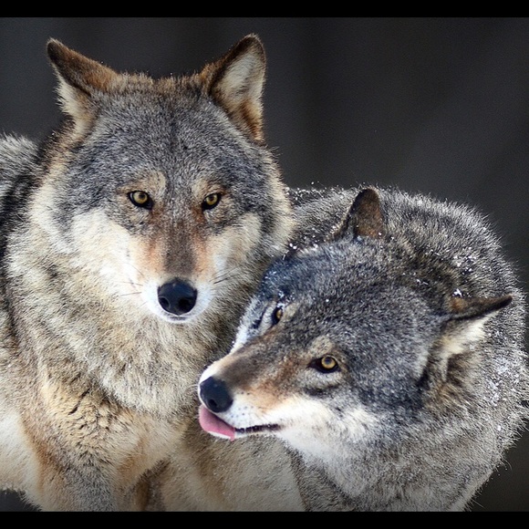 Meet your Posher, Elizabeth Ferreyra - Picture 1 of 1